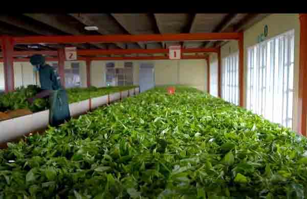 دستگاه خشک کن چای